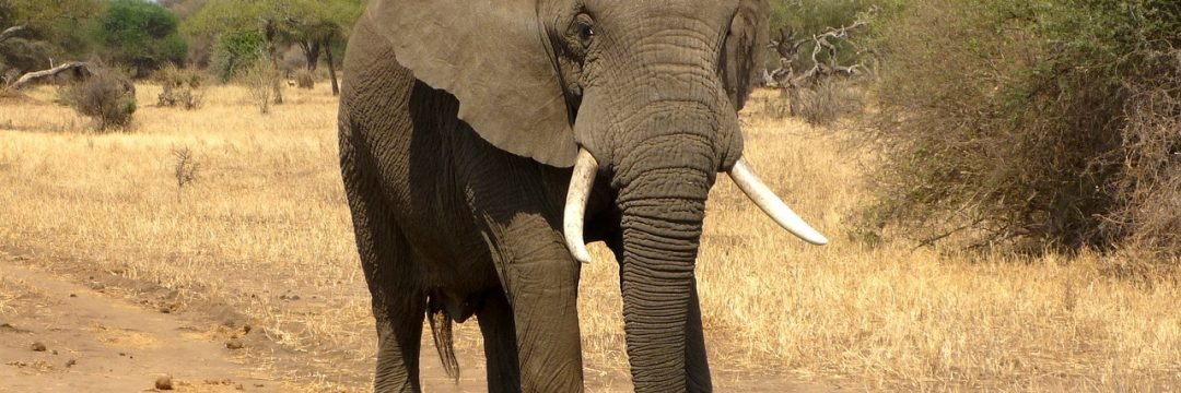 elephant, animal, safari-114543.jpg