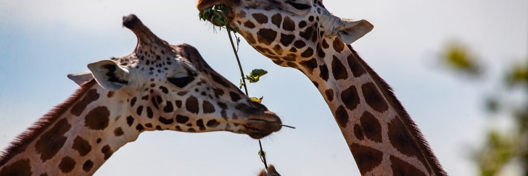 giraffe, long neck, horns-4366005.jpg