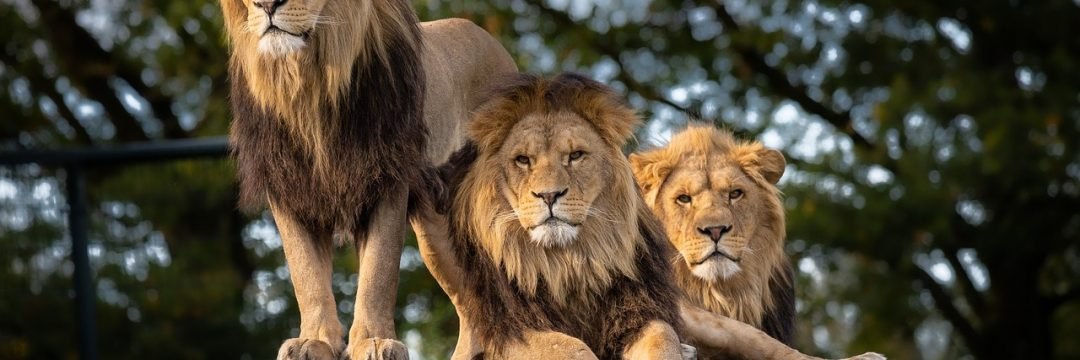 lion, zoo, africa-4581841.jpg