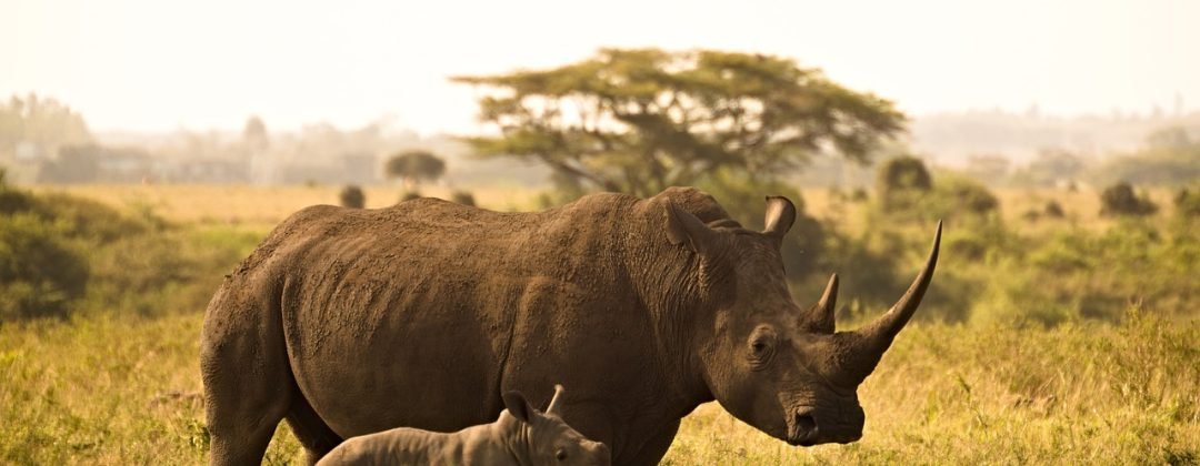 rhino, calf, horns-6065480.jpg