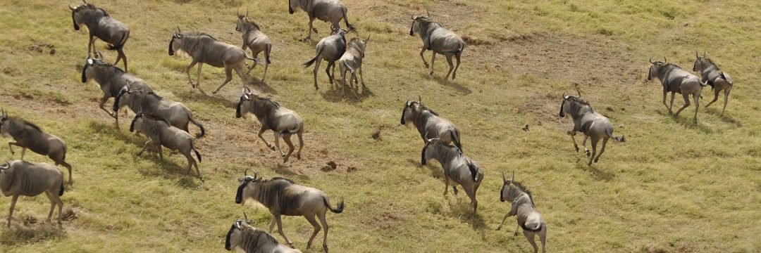 wildebeest migration, kenya, masai mara-3995945.jpg